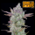 FastBuds - Gorilla Cookies Auto
