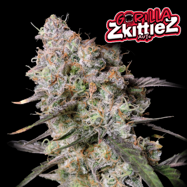 FastBuds - Gorilla Z Auto