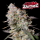 FastBuds - Gorilla Z Auto