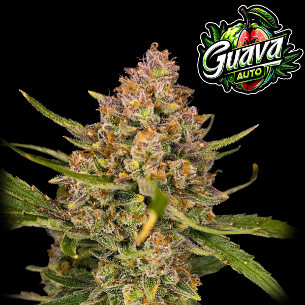 FastBuds - Guava Auto