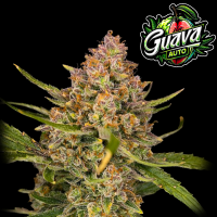FastBuds - Guava Auto