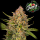 FastBuds - Guava Auto