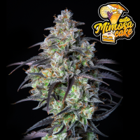 FastBuds - Mimosa Cake Auto