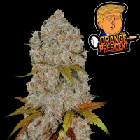 FastBuds - Orange President Auto