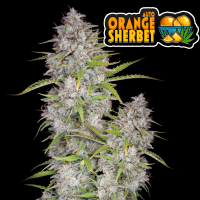 FastBuds - Orange Sherbet