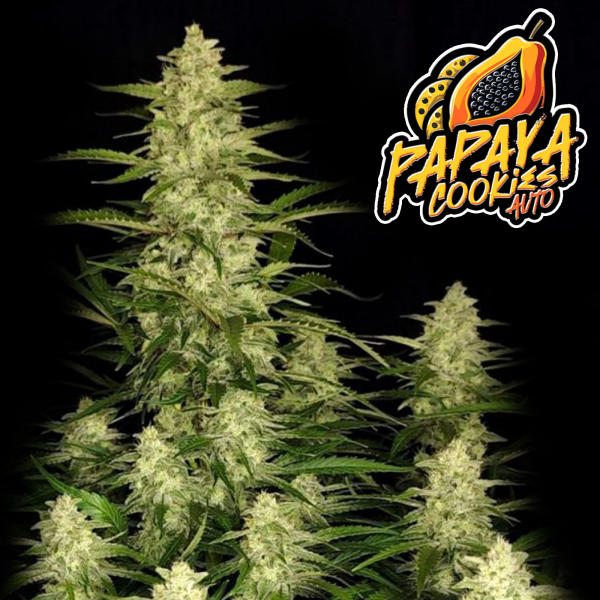 FastBuds - Papaya Cookies Auto