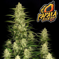 FastBuds - Papaya Cookies Auto