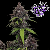 FastBuds - Purple Haze Auto