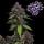 FastBuds - Purple Haze Auto