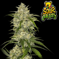 FastBuds - Sour Jealousy Auto