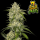 FastBuds - Sour Jealousy Auto