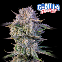 FastBuds - Strawberry Gorilla Auto