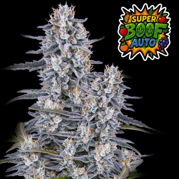 FastBuds - Super Boof Auto
