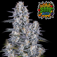 FastBuds - Super Boof Auto