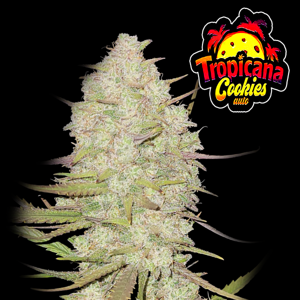 FastBuds - Tropicana Cookies Auto