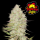 FastBuds - Tropicana Cookies Auto