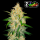 FastBuds - Zkittlez