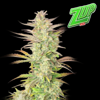 FastBuds - Z-Up Auto