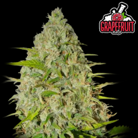 FastBuds - Grapefruit Auto