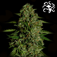 Royal Queen Seeds - Medusa F1