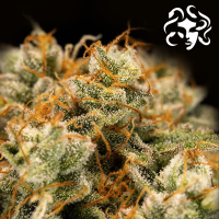 Royal Queen Seeds - Medusa F1