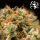 Royal Queen Seeds - Medusa F1