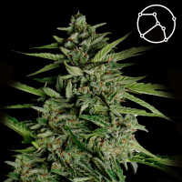 Royal Queen Seeds - Orion F1