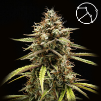 Royal Queen Seeds - Orion F1