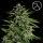 Royal Queen Seeds - Orion F1
