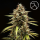 Royal Queen Seeds - Orion F1