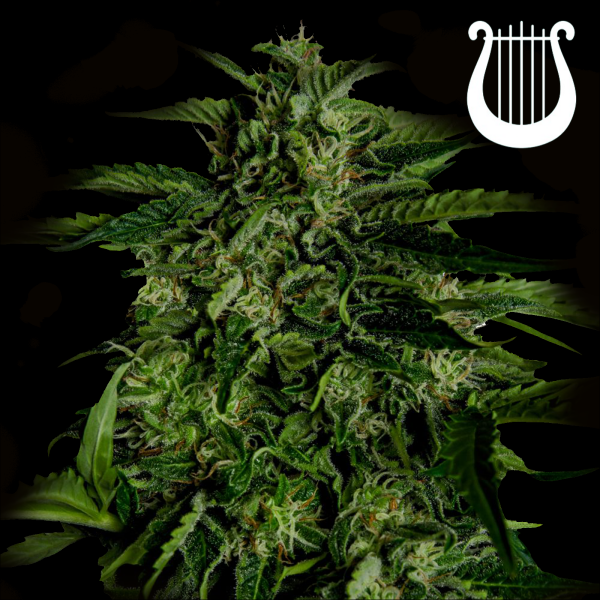Royal Queen Seeds - Apollo F1
