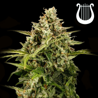 Royal Queen Seeds - Apollo F1