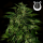 Royal Queen Seeds - Apollo F1