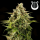 Royal Queen Seeds - Apollo F1