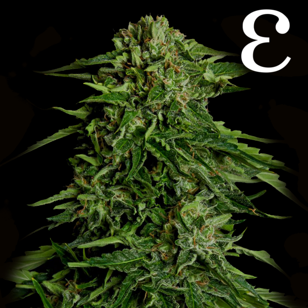 Royal Queen Seeds - Epsilon F1