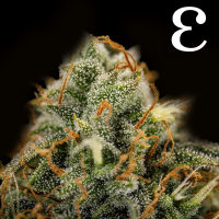 Royal Queen Seeds - Epsilon F1