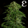 Royal Queen Seeds - Epsilon F1