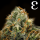 Royal Queen Seeds - Epsilon F1