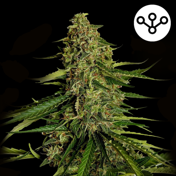 Royal Queen Seeds - Gaia F1