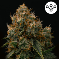 Royal Queen Seeds - Gaia F1