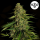 Royal Queen Seeds - Gaia F1