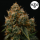 Royal Queen Seeds - Gaia F1