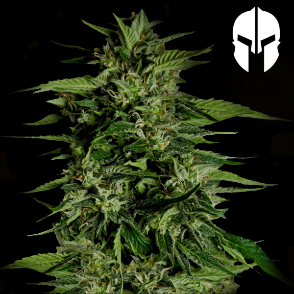 Royal Queen Seeds - Hyperion F1
