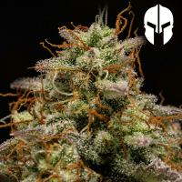 Royal Queen Seeds - Hyperion F1
