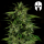 Royal Queen Seeds - Hyperion F1