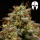Royal Queen Seeds - Hyperion F1