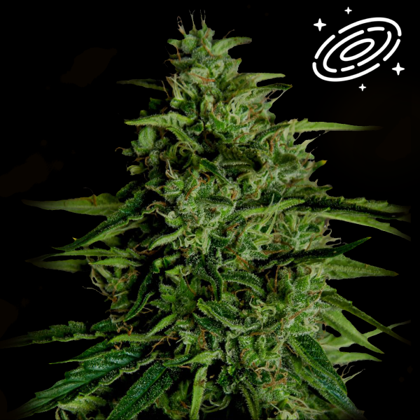 Royal Queen Seeds - Milky Way F1