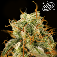 Royal Queen Seeds - Milky Way F1