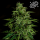 Royal Queen Seeds - Milky Way F1