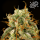 Royal Queen Seeds - Milky Way F1